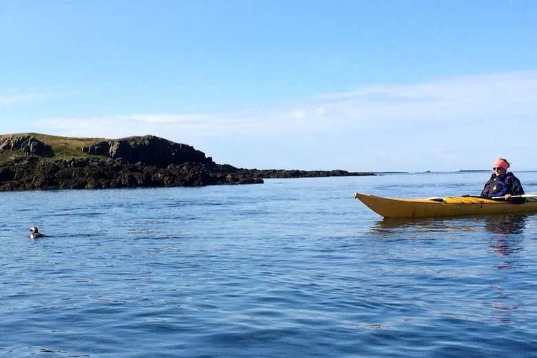 Faites du kayak avec un macareux