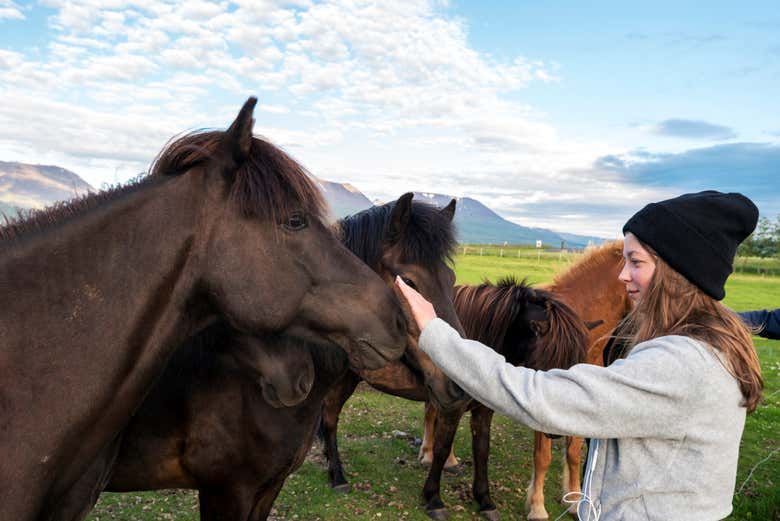 Acariciando a los caballos