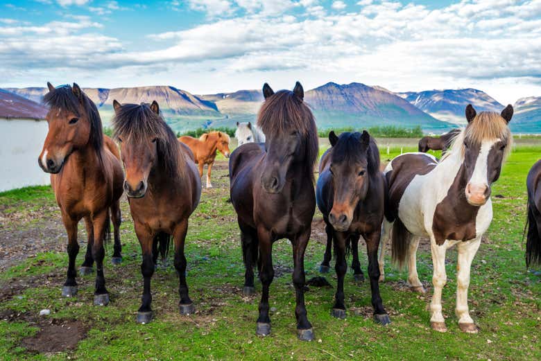 Caballos de Varmahlíð