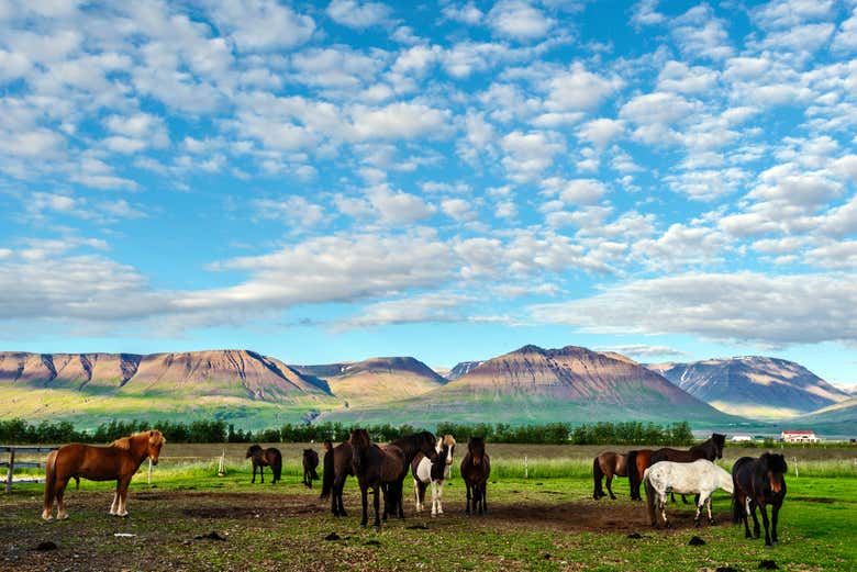 Cavalos na granja de Varmahlíð