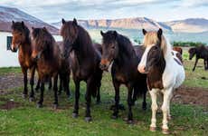 Passeggiata a cavallo a Varmahlíð
