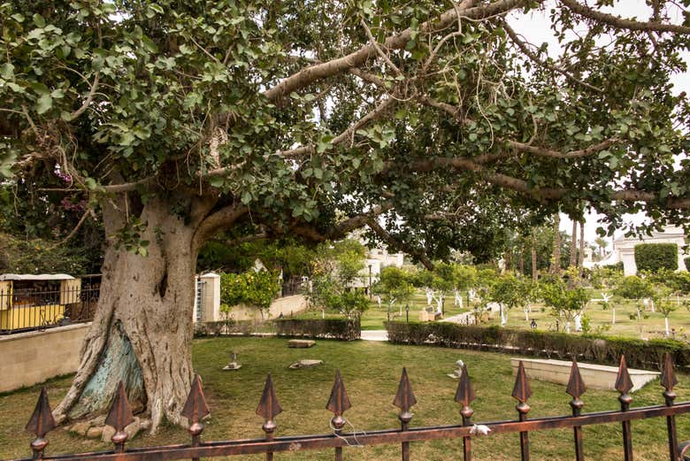Árbol Sicomoro de Jericó