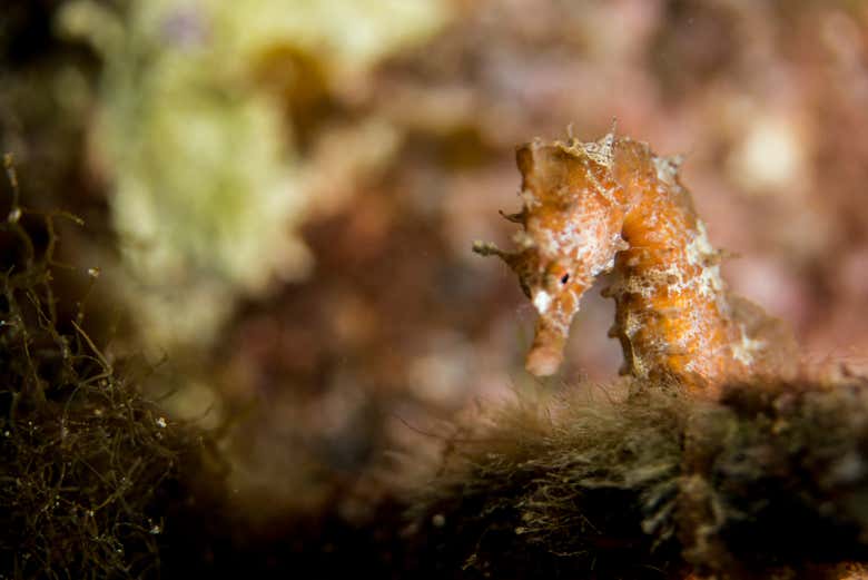 Un caballito de mar en las aguas del golfo de Catania