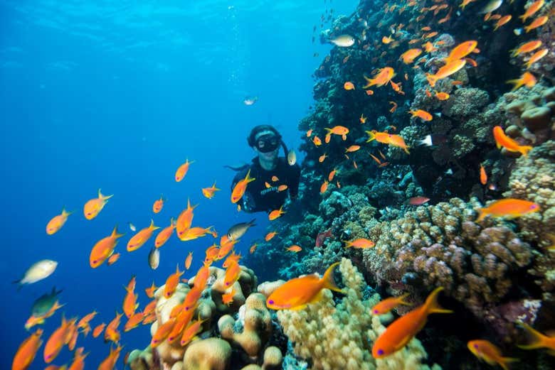 Esplorando la fauna subacqua di Aci Castello