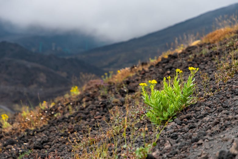 Vegetation on Etna's slopes