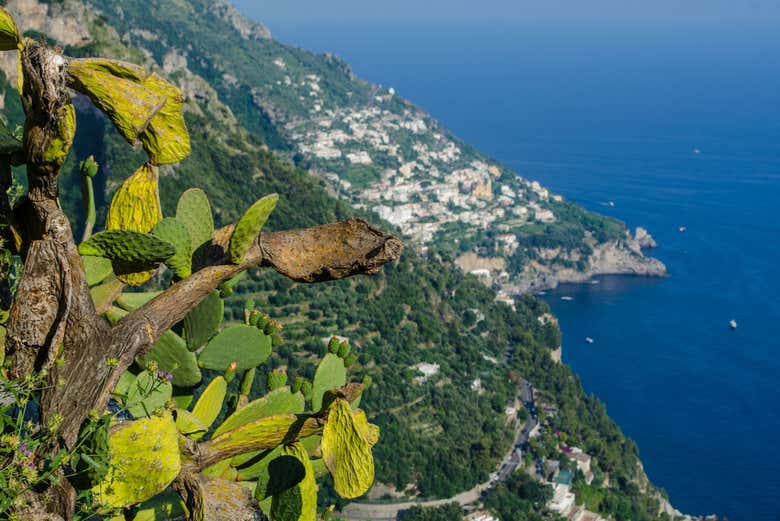 Fichi d'India sul Sentiero degli Dei