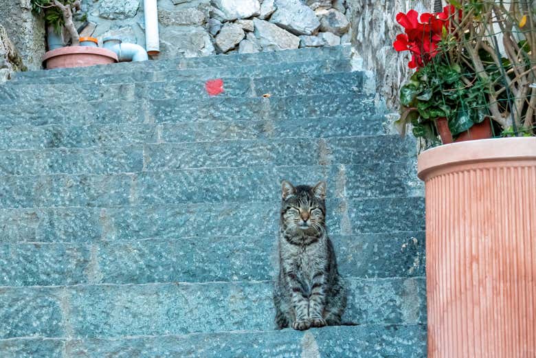 Un gattino di Nocelle