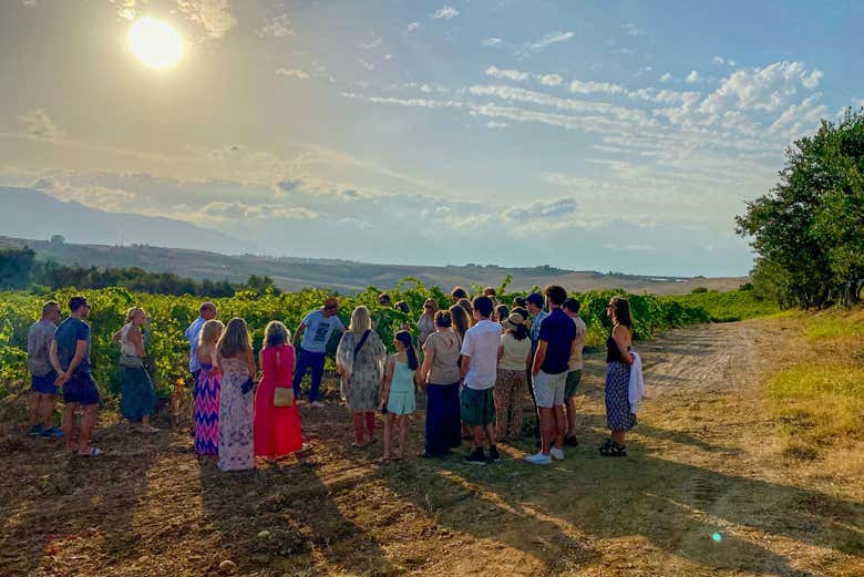 Découvrez les vignobles d'Alcamo
