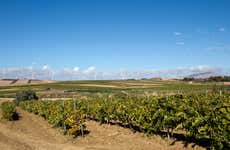 Vineyard Visit + Tasting of Local Products