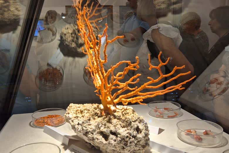 Un corail exposé dans le musée