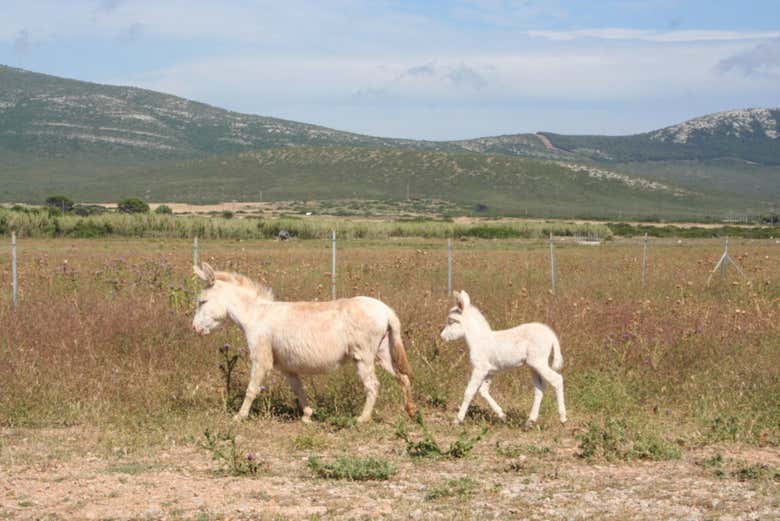 Deux ânes albinos vivant dans le parc
