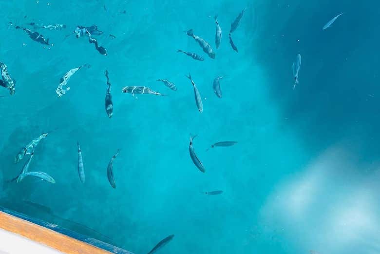 Banc de poissons au cap Caccia