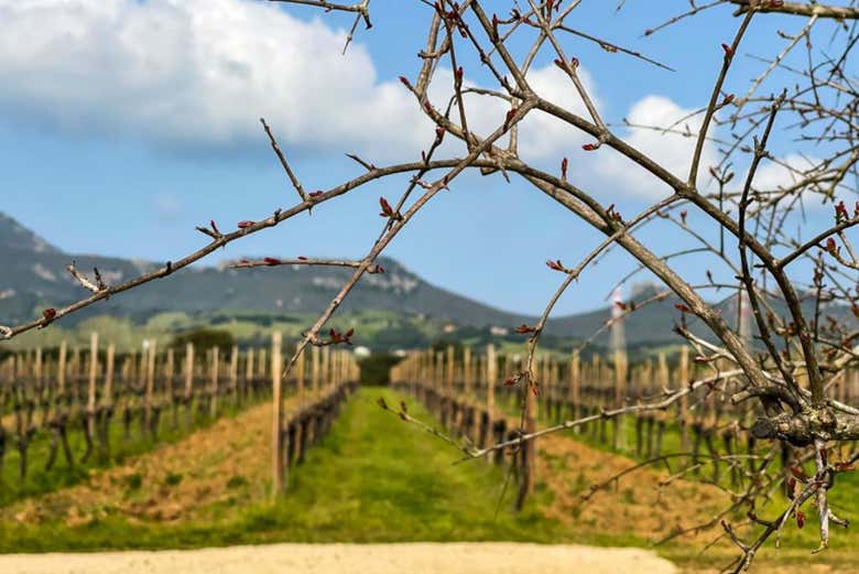 Prêt pour une balade dans les vignobles ?