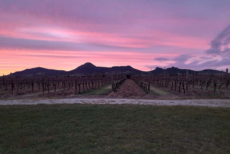 Coucher de soleil dans les vignobles