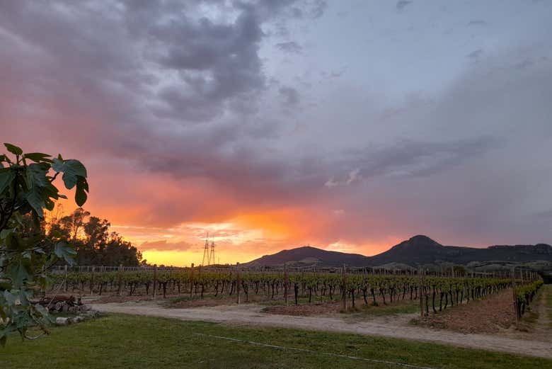Uno splendido tramonto sui vigneti