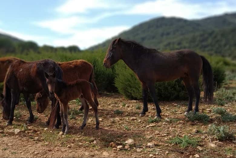 Chevaux dans le parc Porto Conte