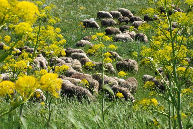 Faune locale de Pulo de Altamura
