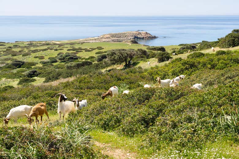 Découvrez la faune de la Costa Verde sarde