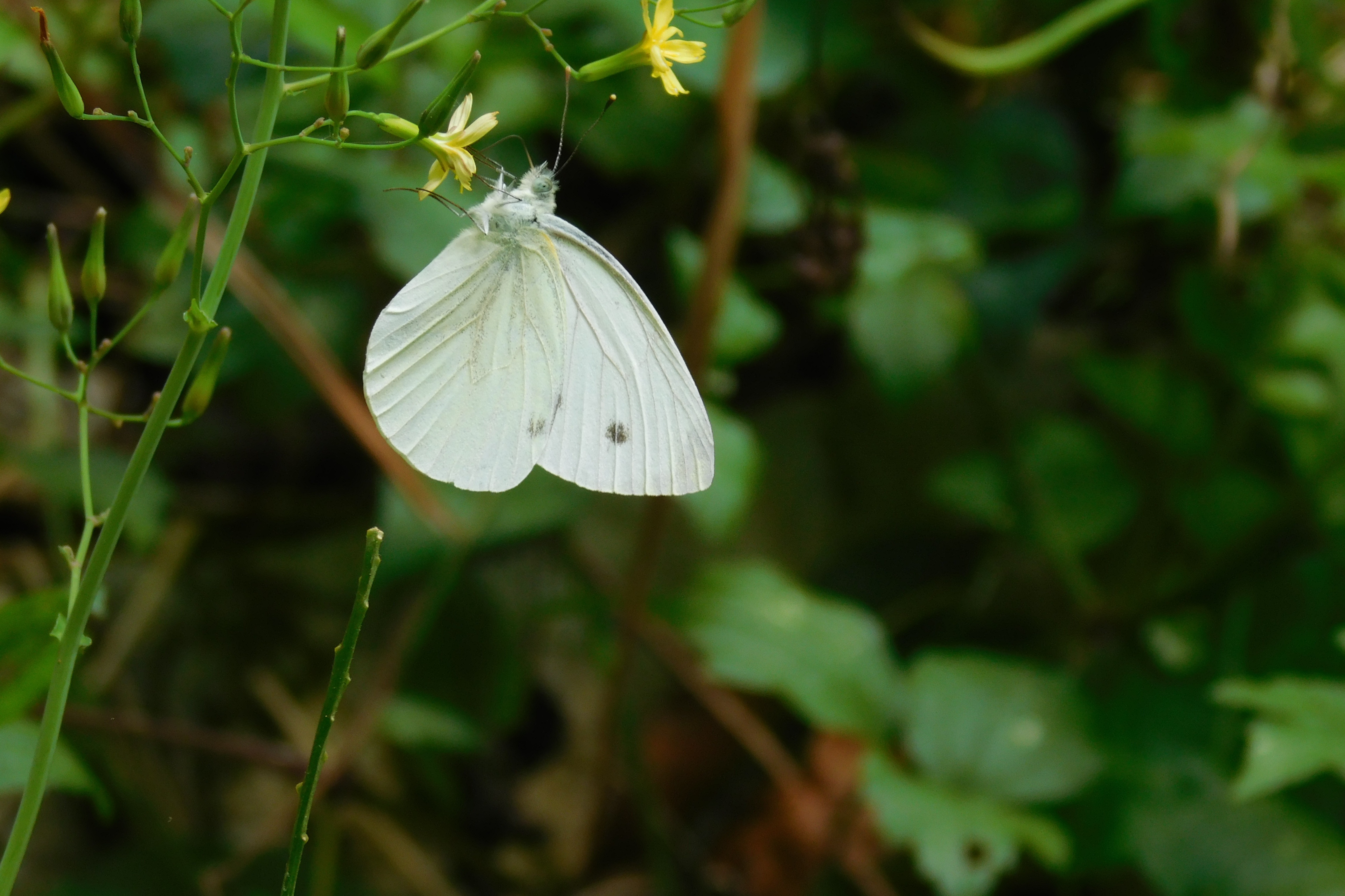 Uma borboleta do oásis de Morigerati
