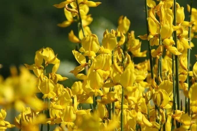 Ginestra du Cilento