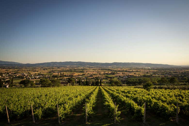 Vigna di Assisi