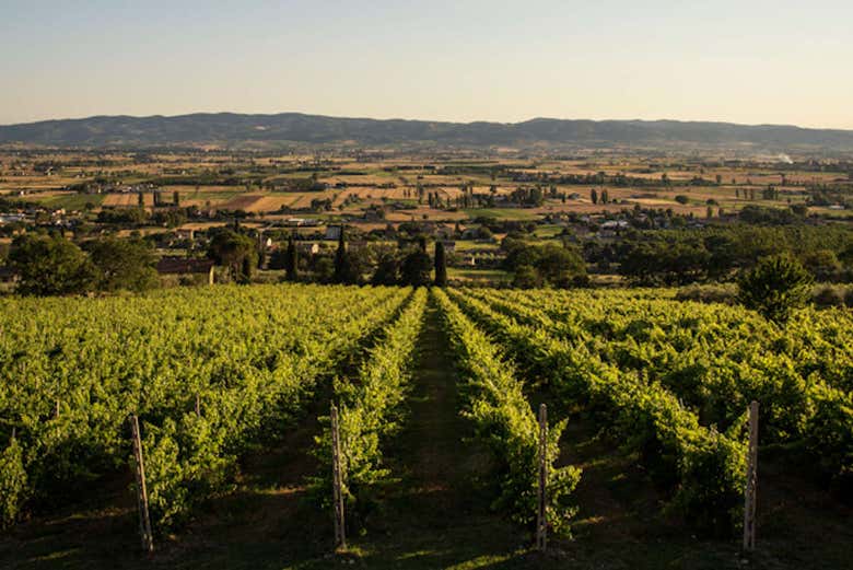 Vigneti di Assisi