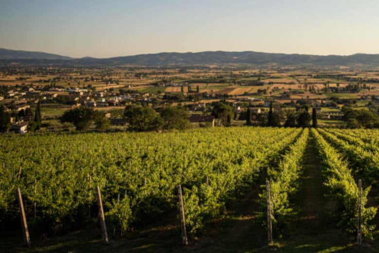 I vigneti di Assisi