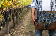 Visite sur le thème du vin à Baranello