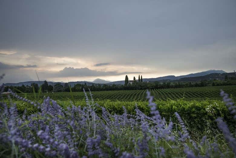 I vigneti di Bardolino