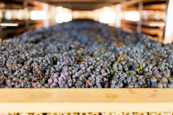 Tour del vino in Valpolicella