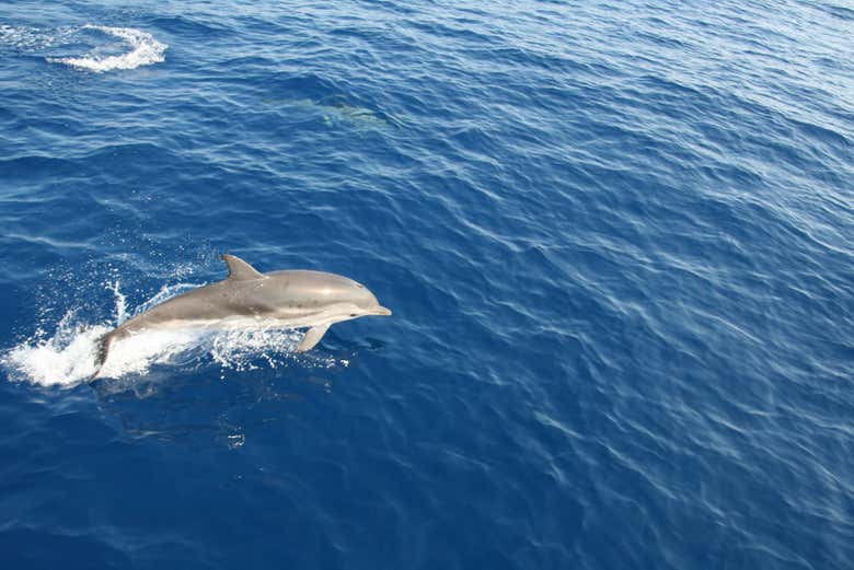 Dauphin sautant hors de l'eau