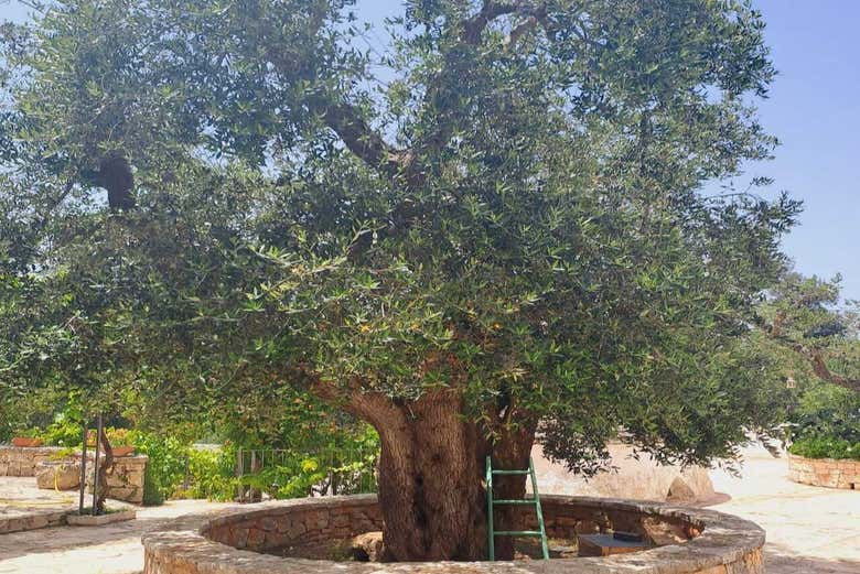 Contemplando un olivar