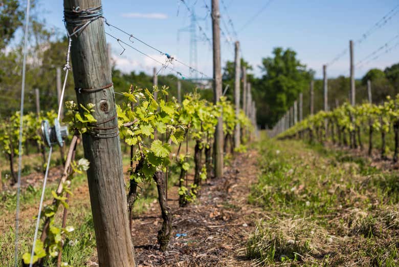 Percorrendo os campos da vinícola Pietro Cassina