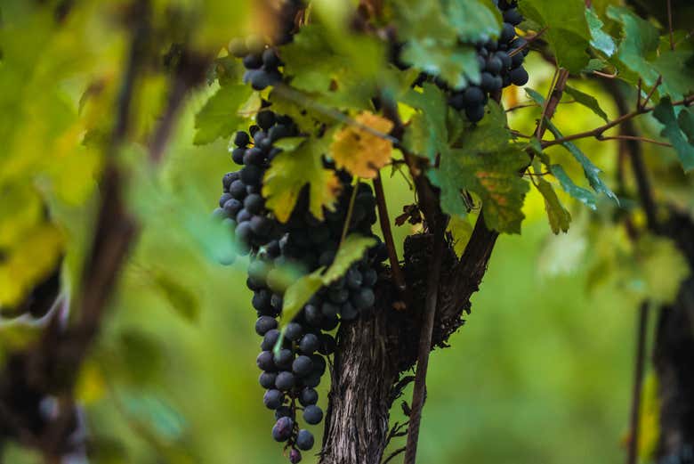 Learn all about the Nebbiolo grape cultivated here