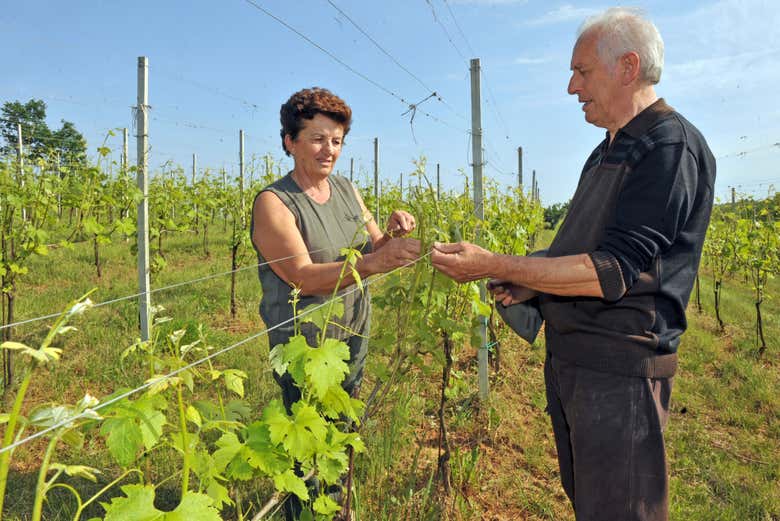 Visite des vignobles