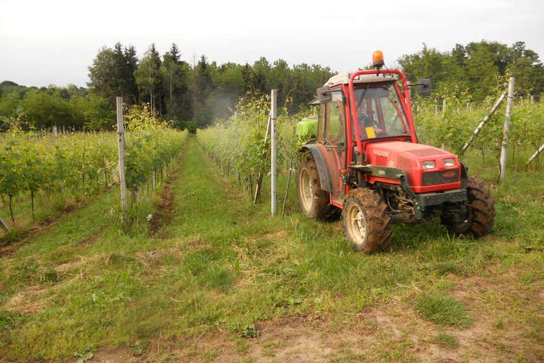 Découvrir les vignobles de Borgomanero