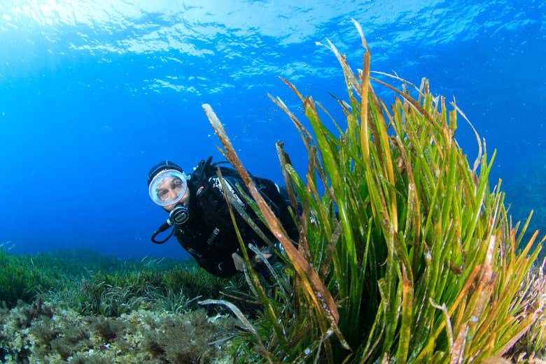 Immersione a bosa tra piante acquatiche