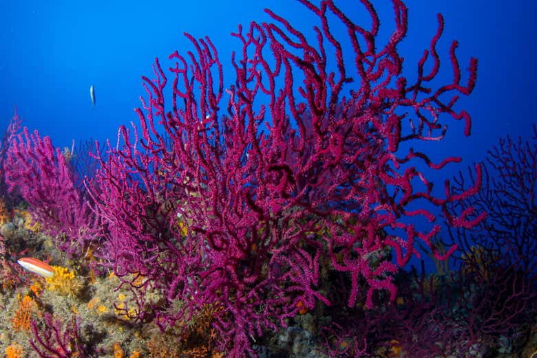 I colori dei fondali marini di Bosa