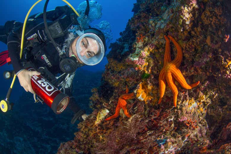 Una sub osserva le stelle marine