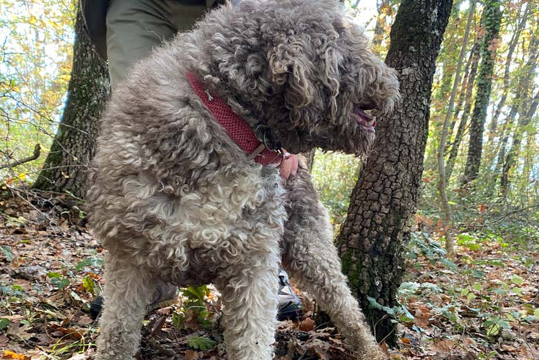Un cane alla ricerca di tartufo