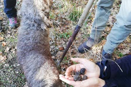 Tartufi ritrovati a Busso