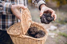 Excursion à Busso : à la recherche de truffes