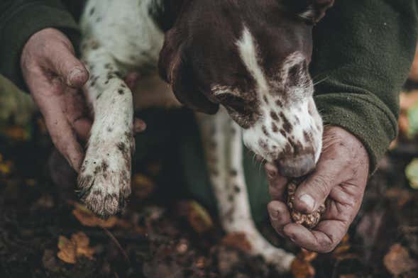 Truffle Tour + Tasting
