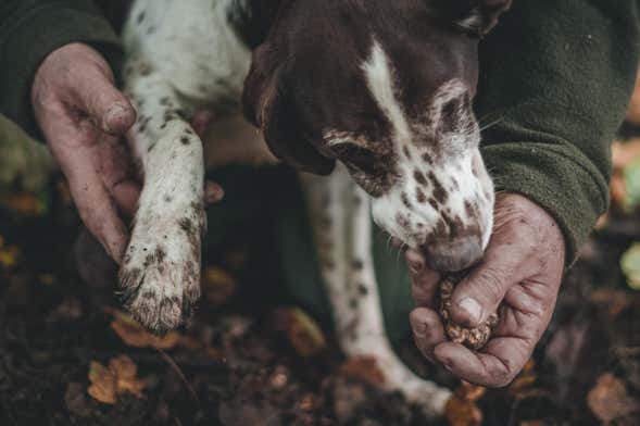 Visite guidée sur le thème de la truffe avec dégustation