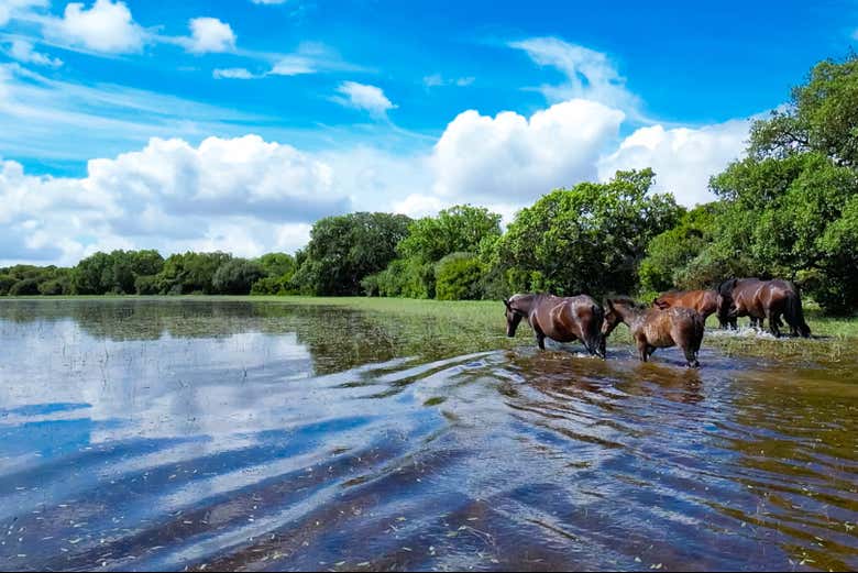 Chevaux au bord d'un lac
