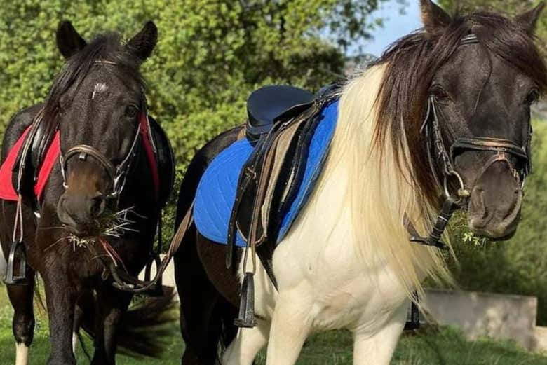 Nuestros nobles compañeros de viaje