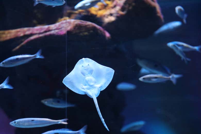 Contemplez la faune marine