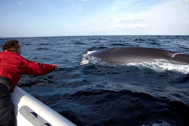 Contemplando muy de cerca la ballena