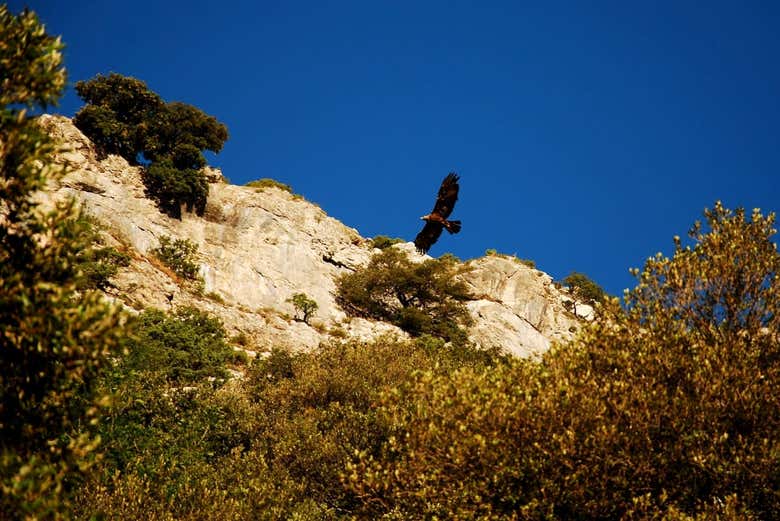 Uccello rapace nel Parco Nazionale del Gennargentu