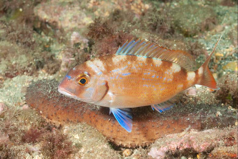 Profitez de la visite à l'Aquarium de Cala Gonone